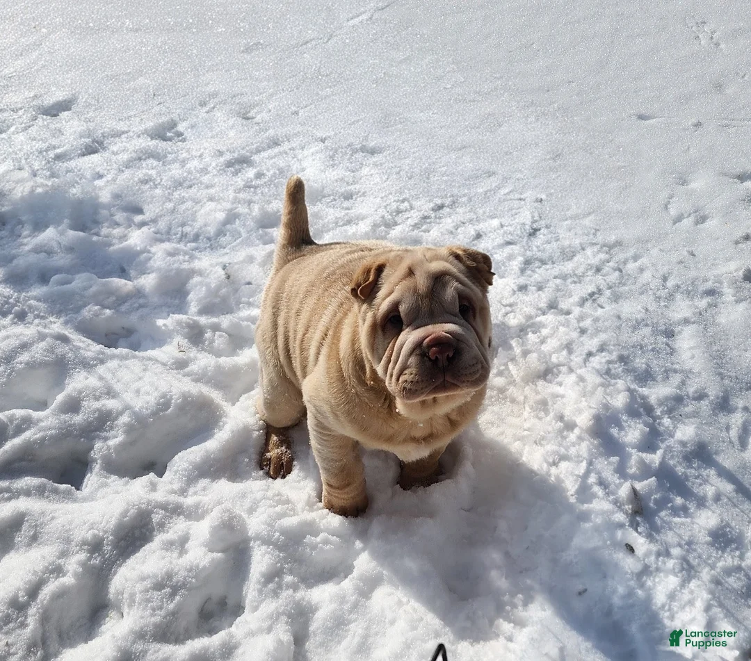 Shar Pei dogs for sale: Flurries mini  - Ad 2