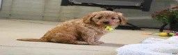 Cavapoo dogs for sale: Oliver - Ad 4