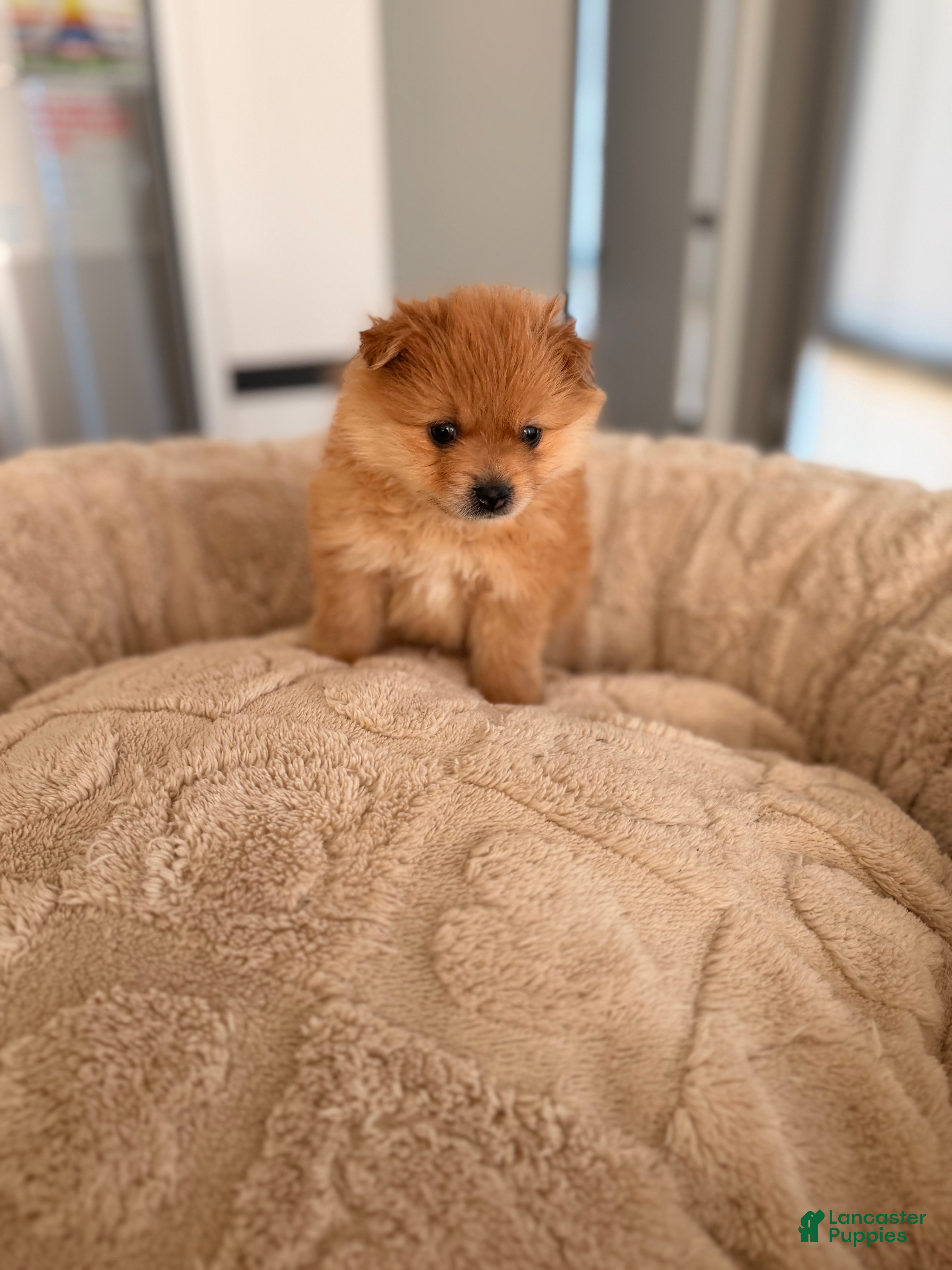 Pomeranian dogs for sale: Pooh - Ad 1