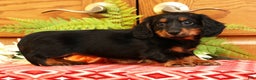 Miniature Dachshund dogs for sale: Darbie - Ad 5