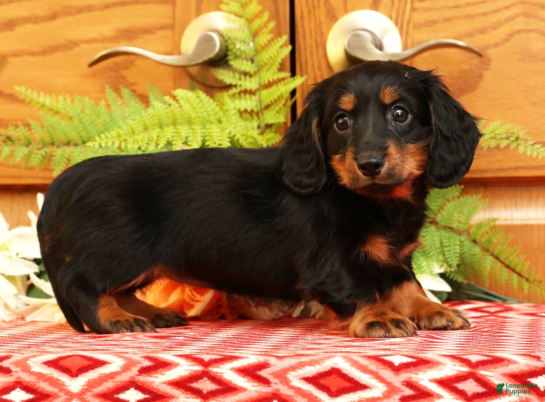 Miniature Dachshund dogs for sale: Darbie - Ad 5