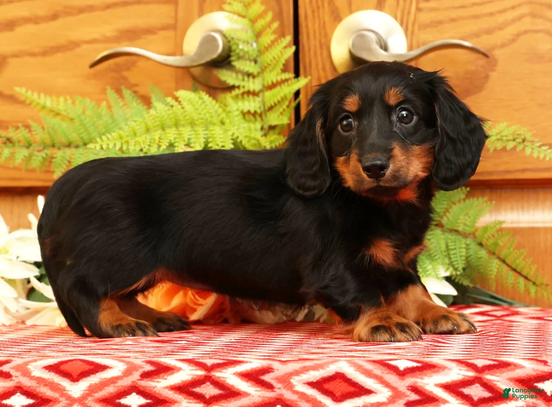 Miniature Dachshund dogs for sale: Darbie - Ad 5