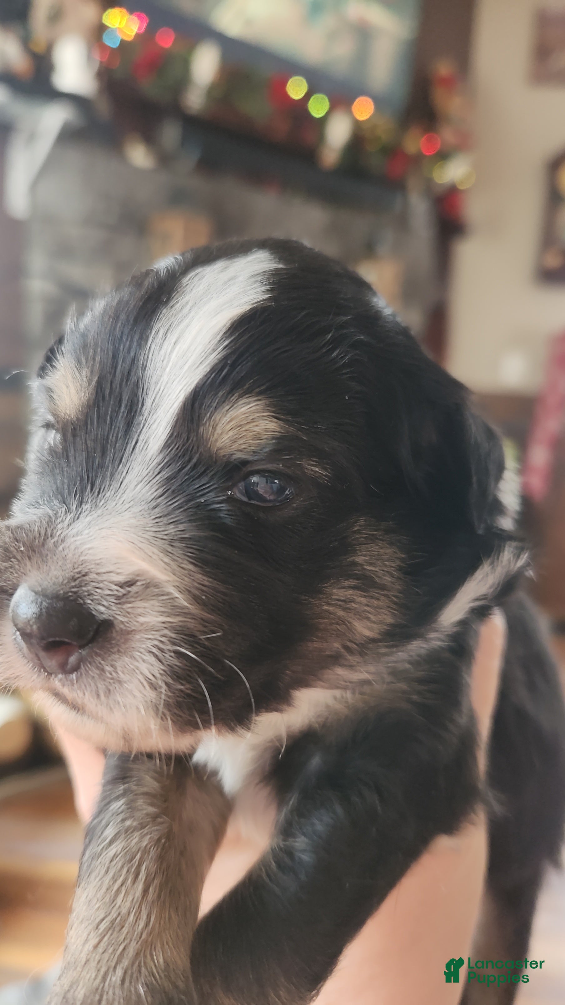 Miniature Australian Shepherd dogs Miniature Australian Shepherd Puppy 5 - Ad 5