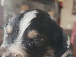 Miniature Australian Shepherd dogs Miniature Australian Shepherd Puppy 5 - Ad 20