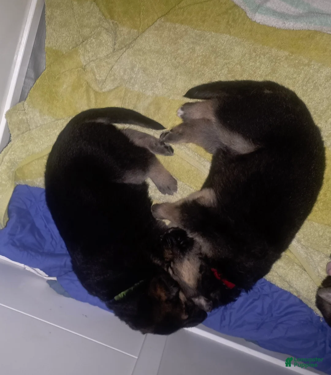 German Shepherd dogs for sale: German Shepherd Puppy 4 - Ad 13