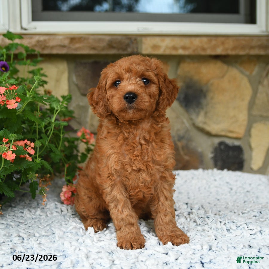Mini Goldendoodle dogs Adonis - Ad 1