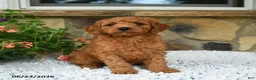 Mini Goldendoodle dogs for sale: Adonis - Ad 1