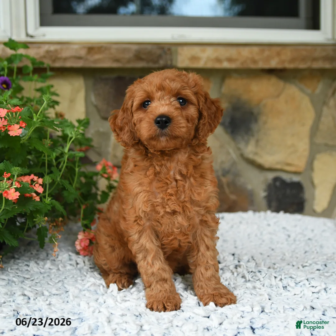 Mini Goldendoodle dogs for sale: Adonis - Ad 1