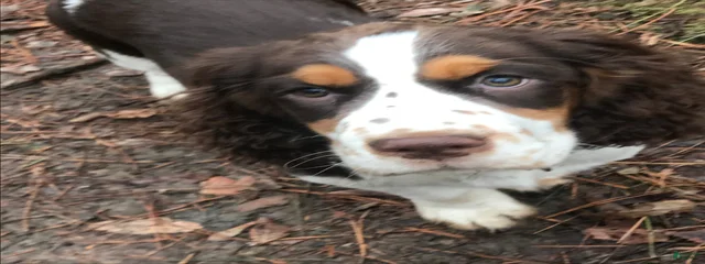Sammy