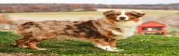 Australian Shepherd dogs for sale: Reba - Ad 8