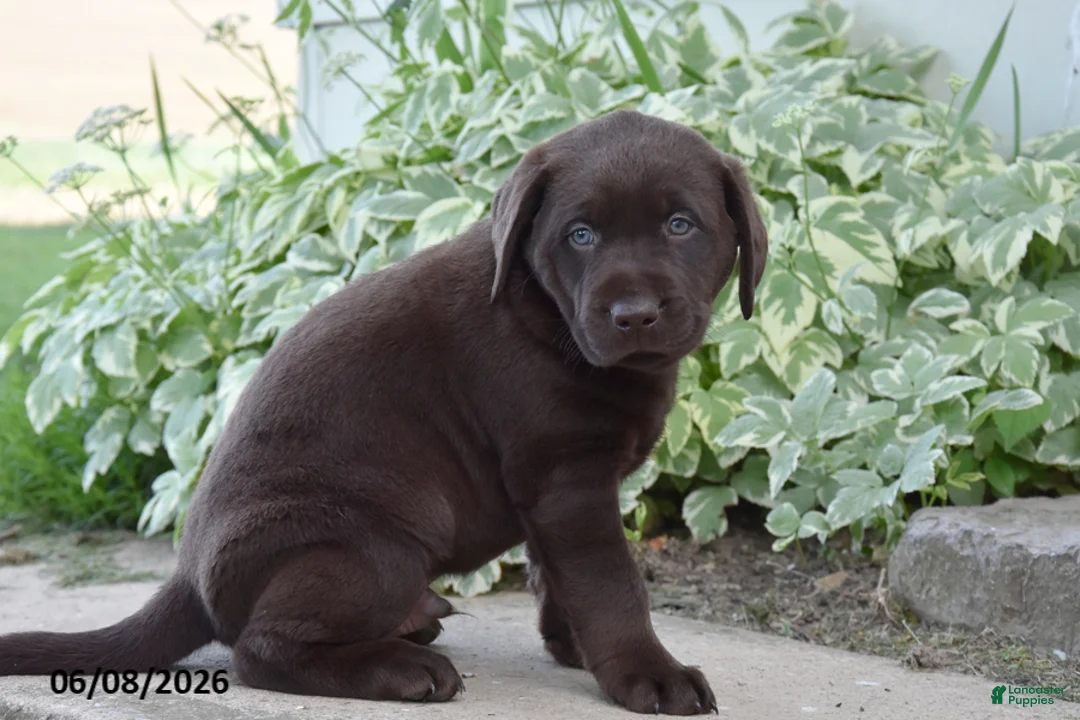 Labrador Retriever dogs for sale: Max - Ad 2