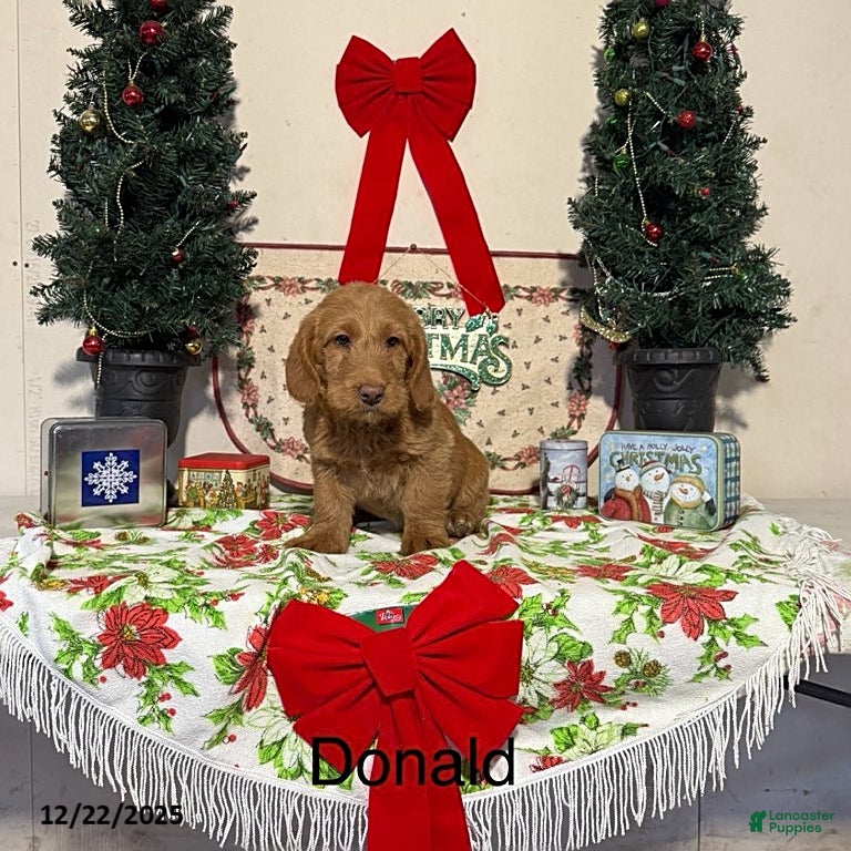 Miniature Labradoodle dogs Donald - Ad 18