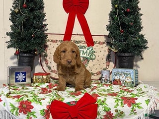 Miniature Labradoodle dogs Donald - Ad 18