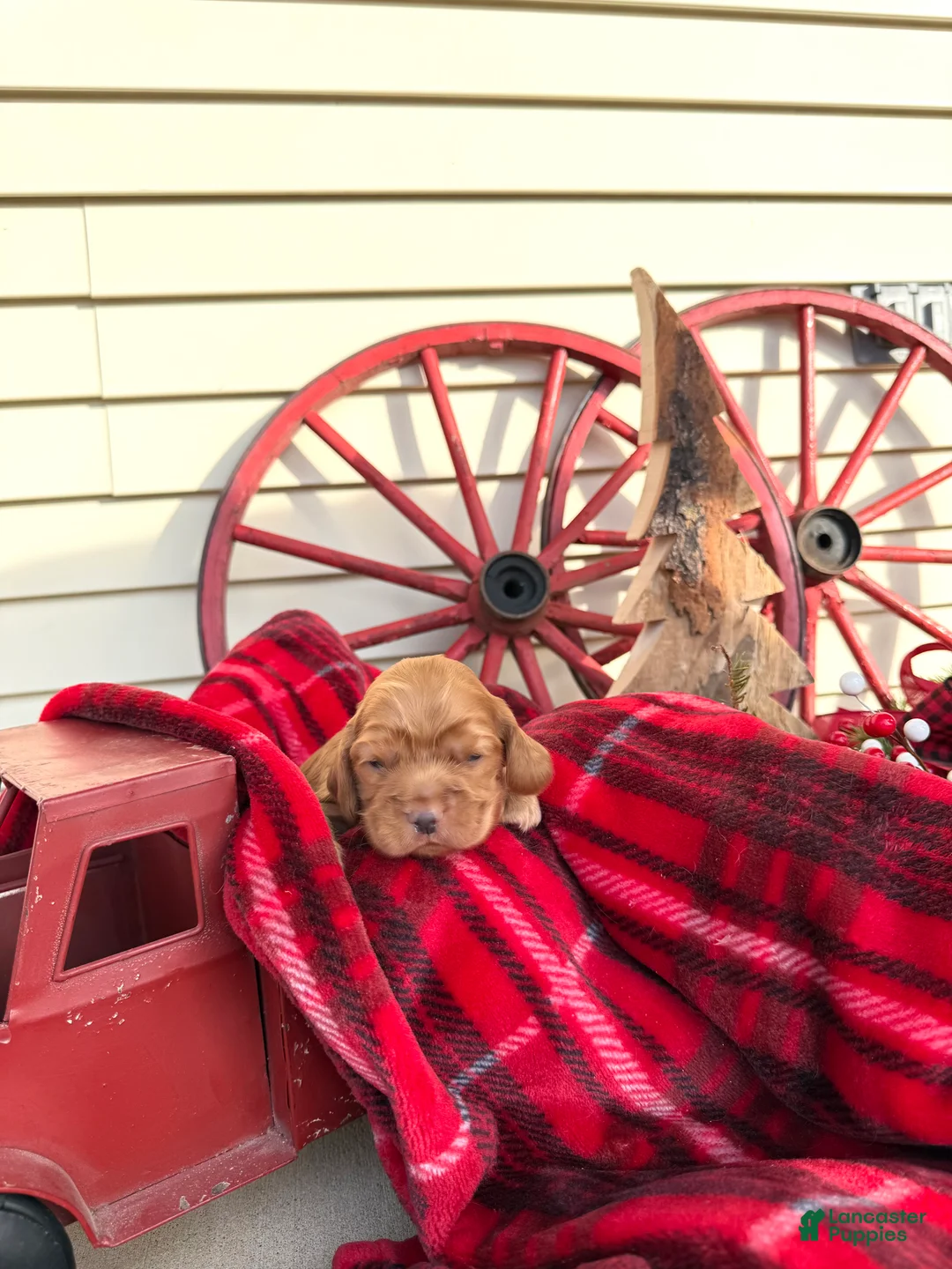 Cocker Spaniel dogs for sale: Archie - Ad 12