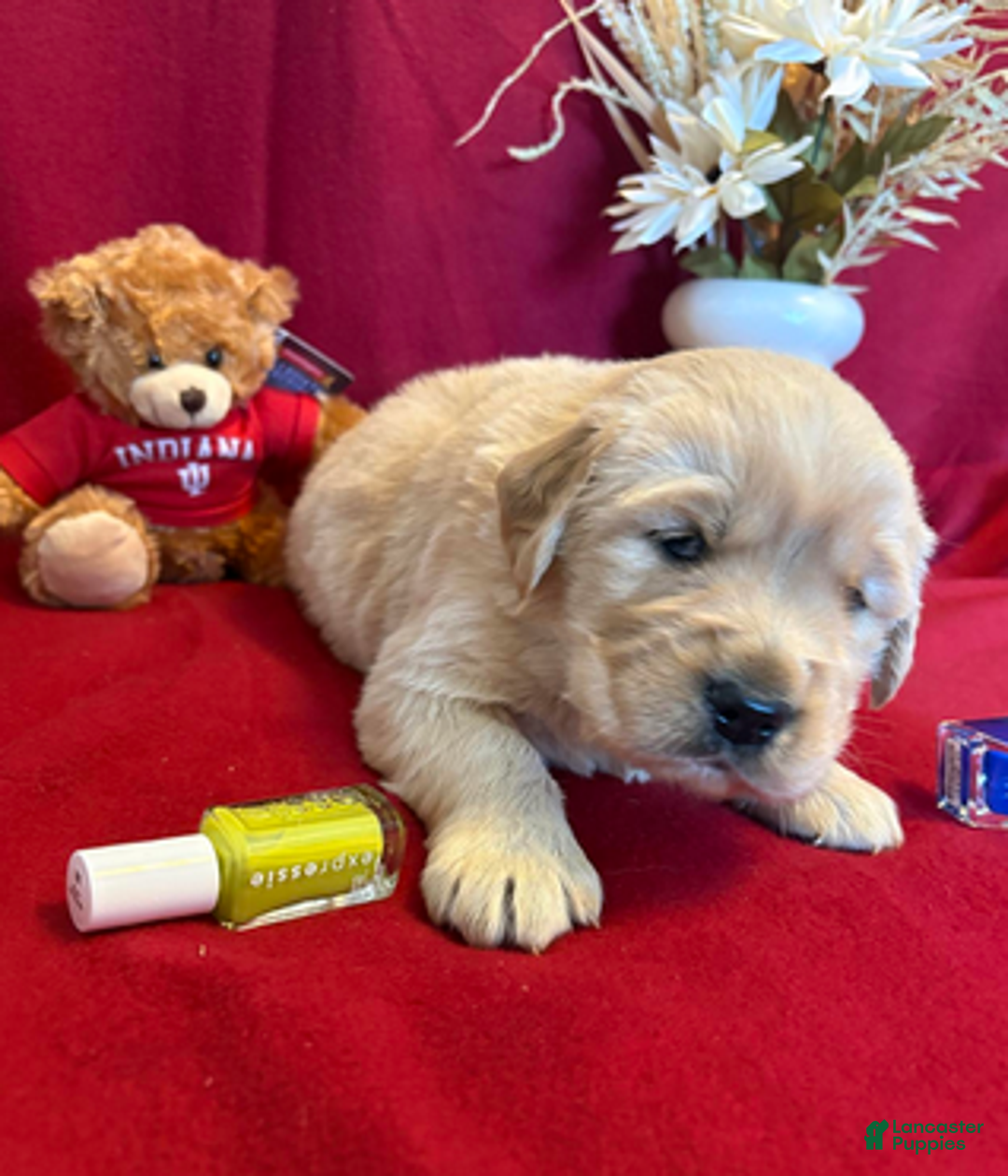 Golden Retriever dogs for sale: Bosco - Ad 3