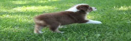 Australian Shepherd dogs for sale: Sasha - Ad 4