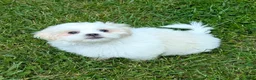 Malshi dogs for sale: Sherpa  - Ad 12