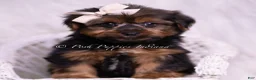 Yorkshire Terrier dogs for sale: Gadget - Ad 2