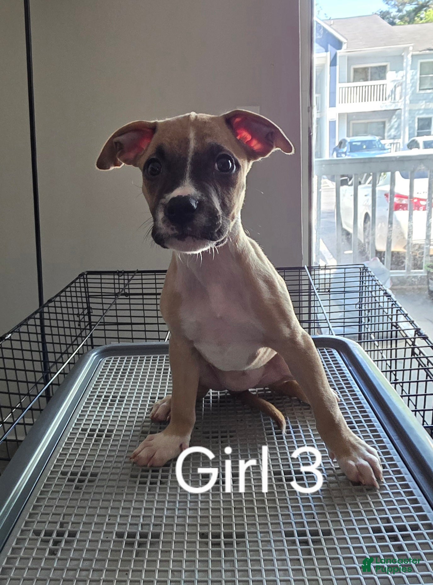 Mixed Breed dogs Sassy - Ad 1