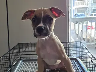 Mixed Breed dogs for sale: Sassy - Ad 2