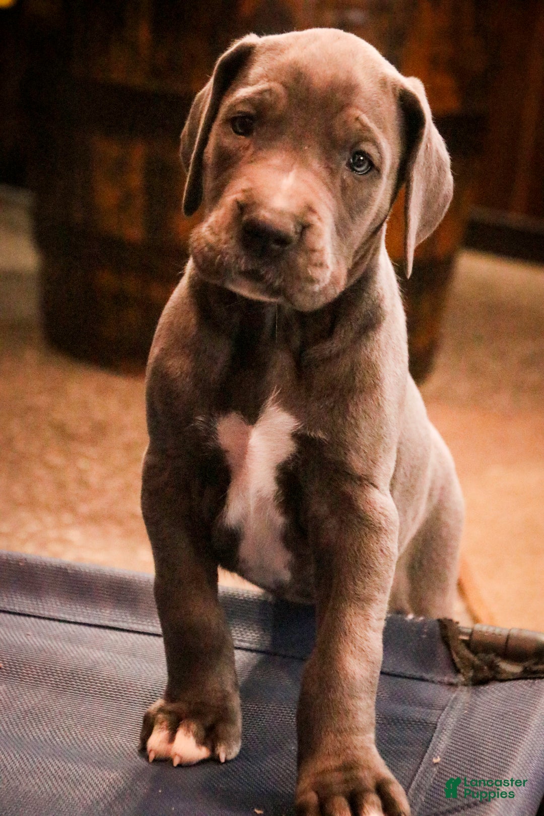 Great Dane dogs for sale: Clarabel - Ad 5