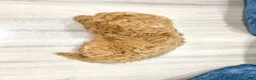 Miniature Labradoodle dogs for sale: Madison - Ad 5