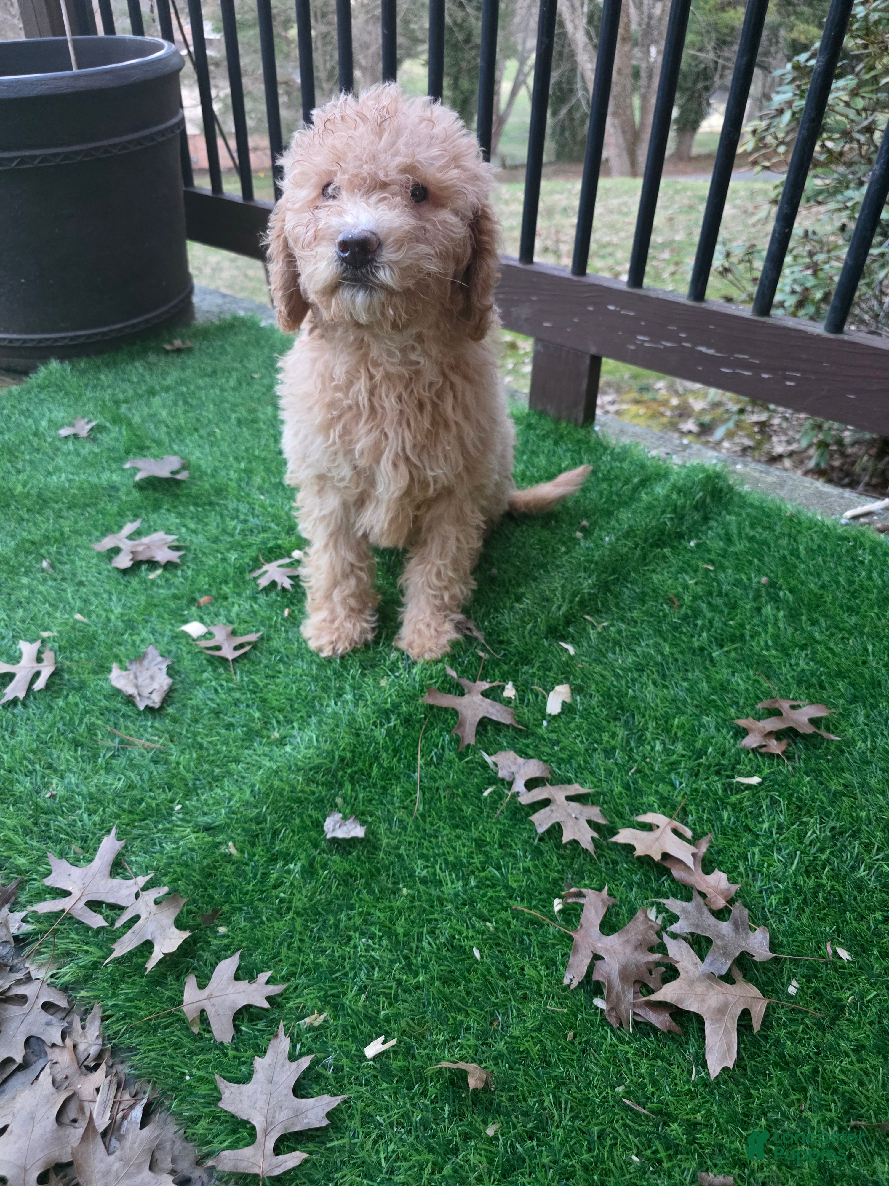 Aussiedoodle dogs Aussiedoodle Puppy 2 - Ad 2