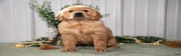 Golden Retriever dogs for sale: Harper - Ad 2