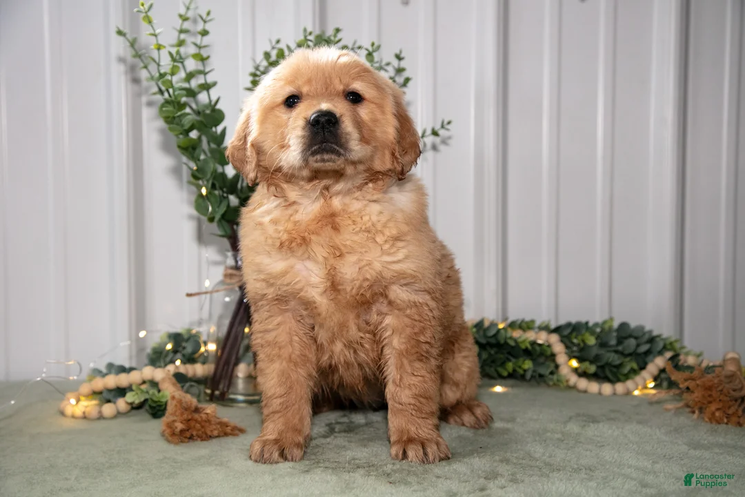 Golden Retriever dogs for sale: Harper - Ad 2
