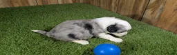 Mini Aussiedoodle dogs for sale: Sunset Girl 2 - Ad 21