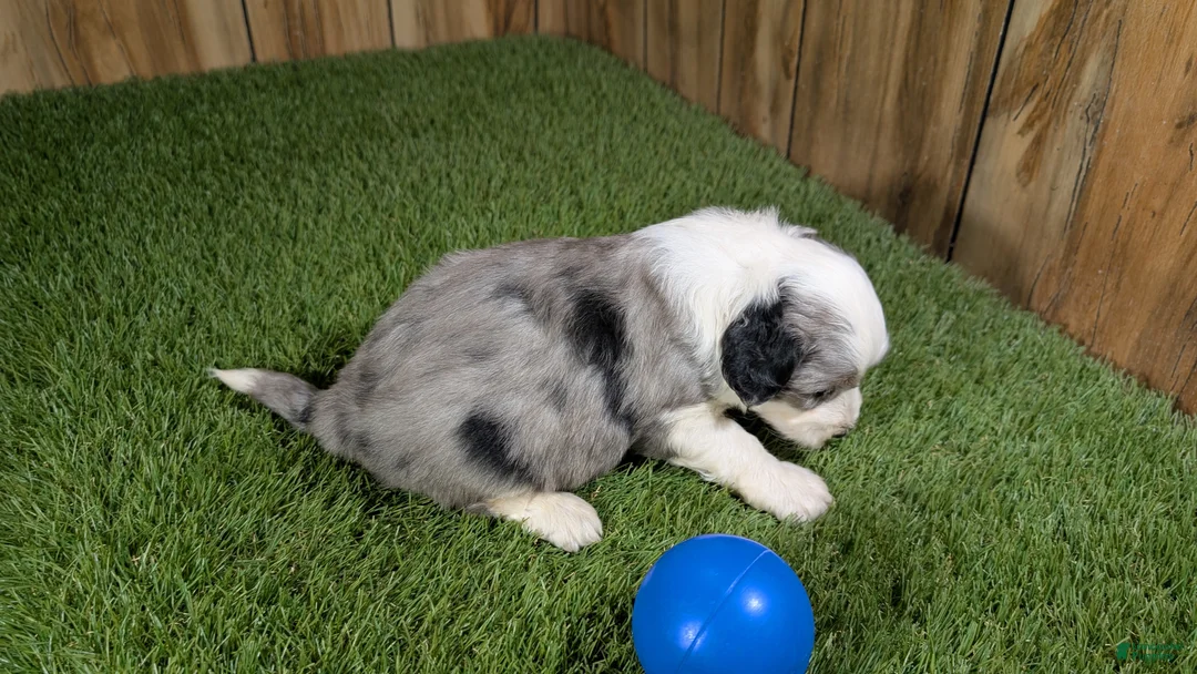 Mini Aussiedoodle dogs for sale: Sunset Girl 2 - Ad 21