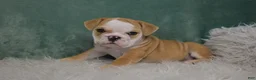 English Bulldog dogs for sale: Otis  - Ad 3