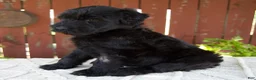 Giant Schnauzer dogs for sale: Tiffany - Ad 5