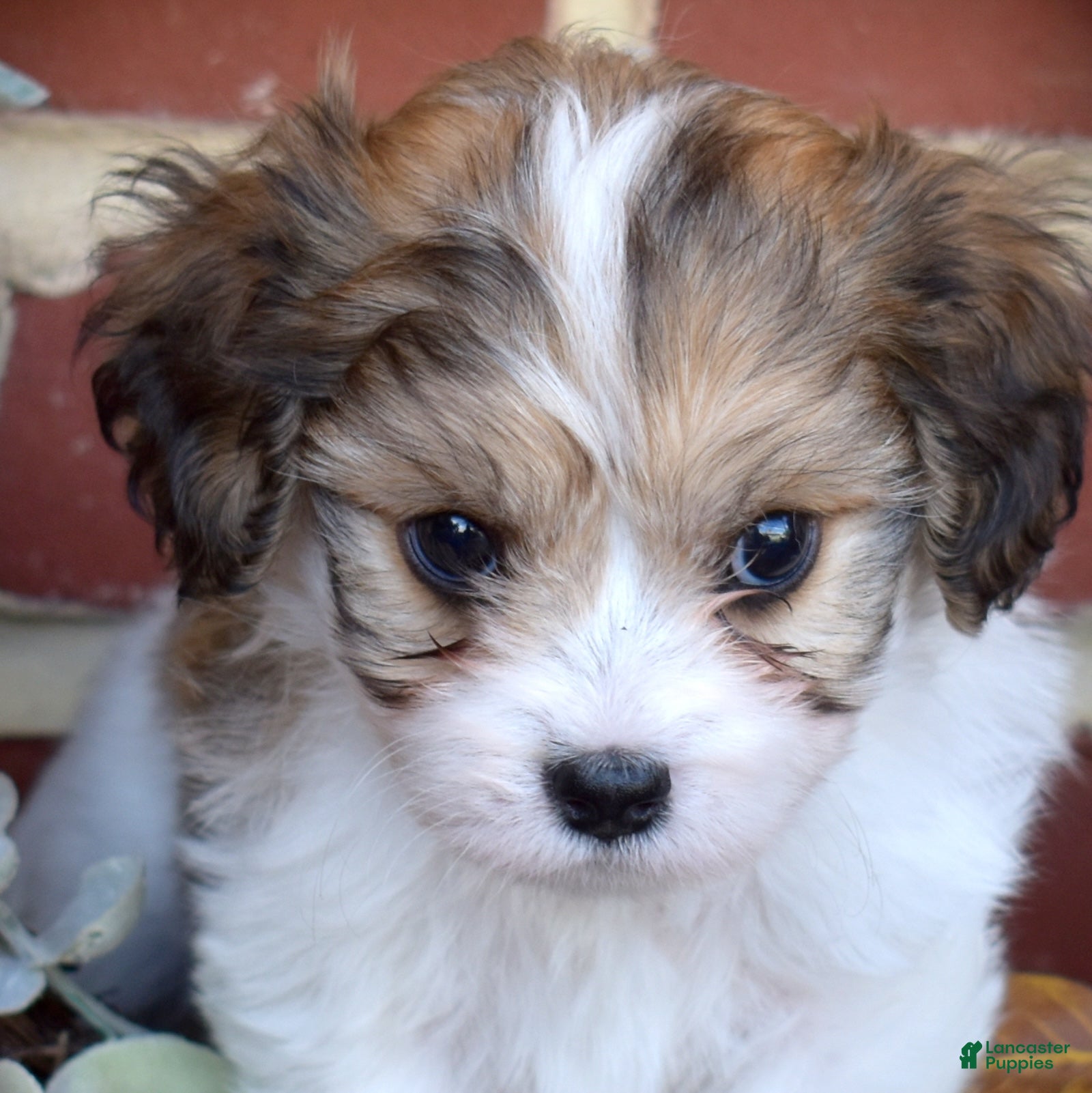 Cavachon dogs for sale: Alfie - Ad 1