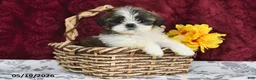 Shih Tzu dogs for sale: Stormy - Ad 5