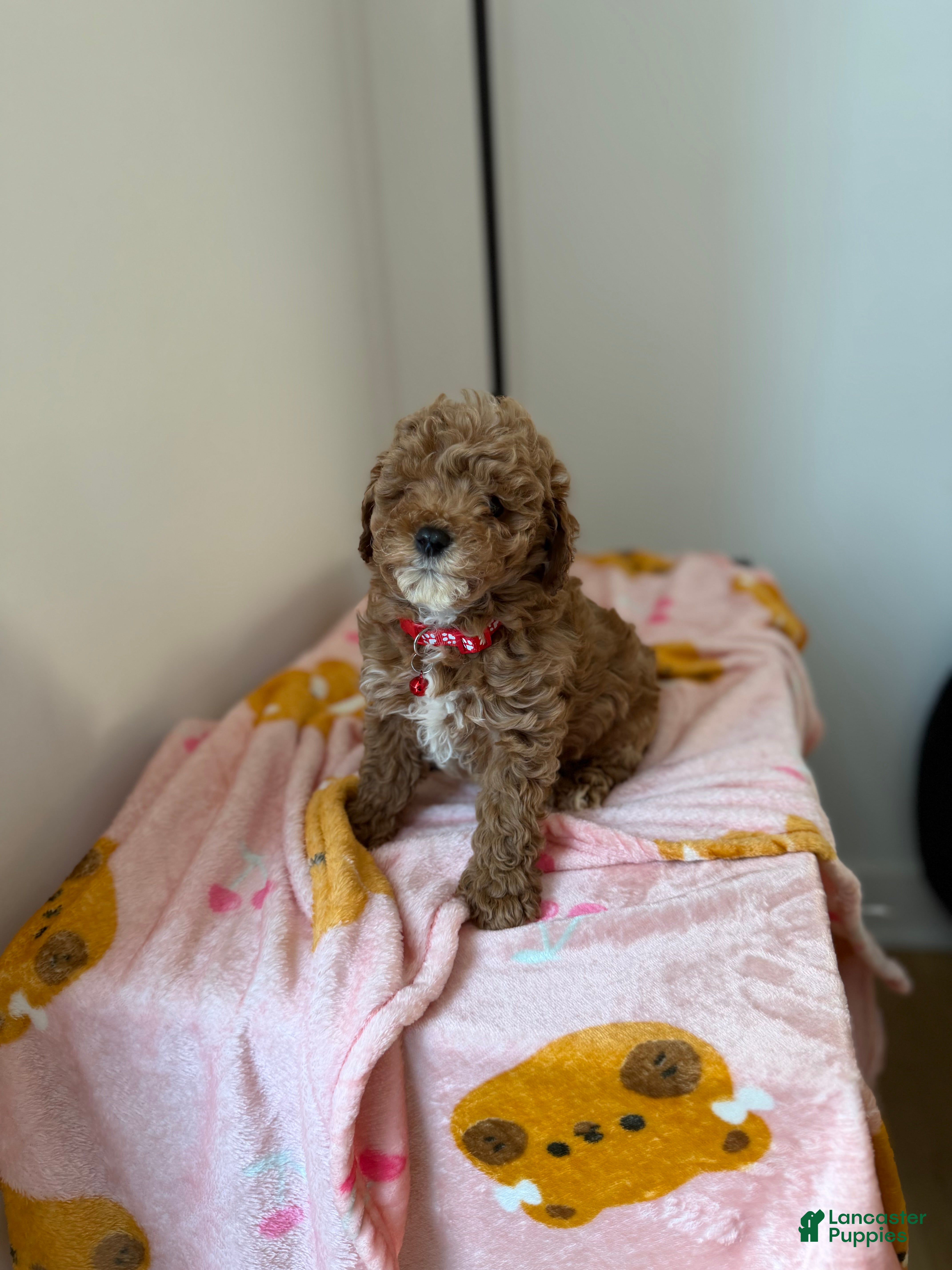 Toy Poodle dogs Snuggles - Ad 27