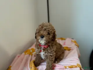 Toy Poodle dogs Snuggles - Ad 27