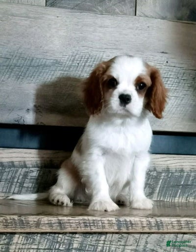 Gallery Image {{count}}