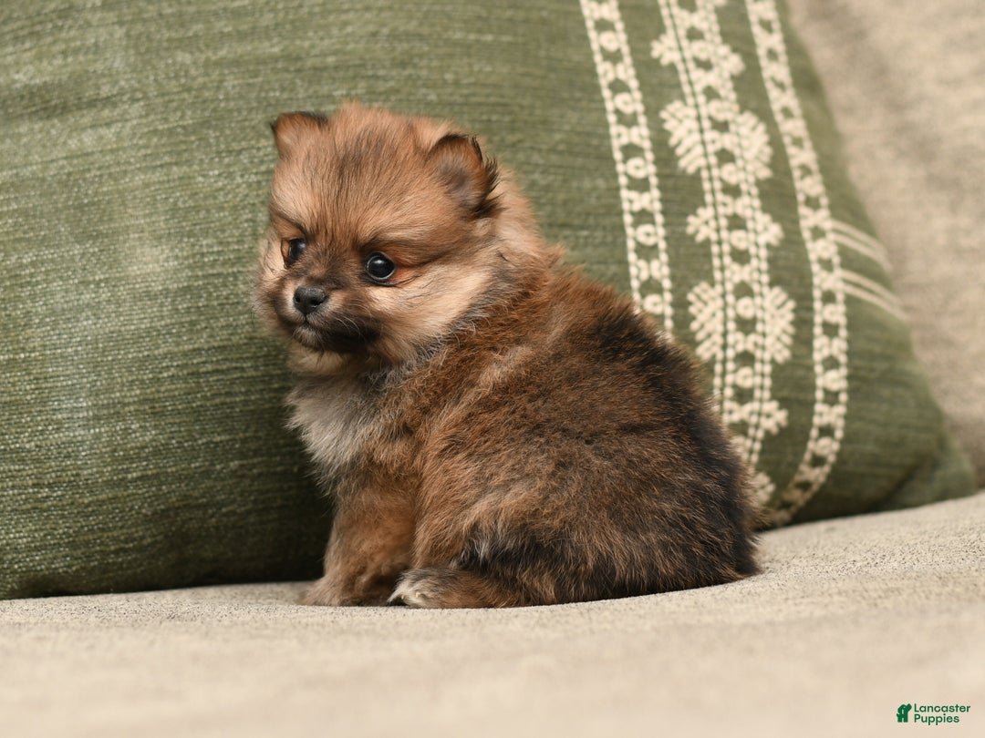 Pomeranian dogs for sale: Coco - Ad 4