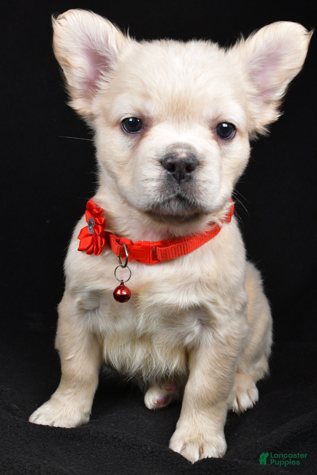 French Bulldog dogs for sale: Muffin - Ad 7