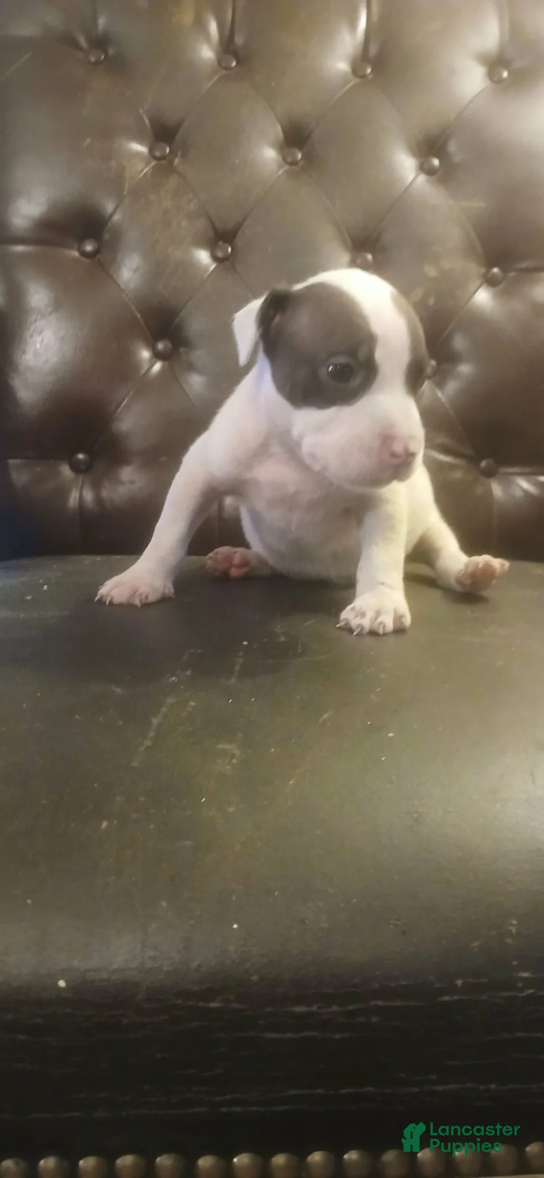Mixed Breed dogs for sale: American pitbull  - Ad 6
