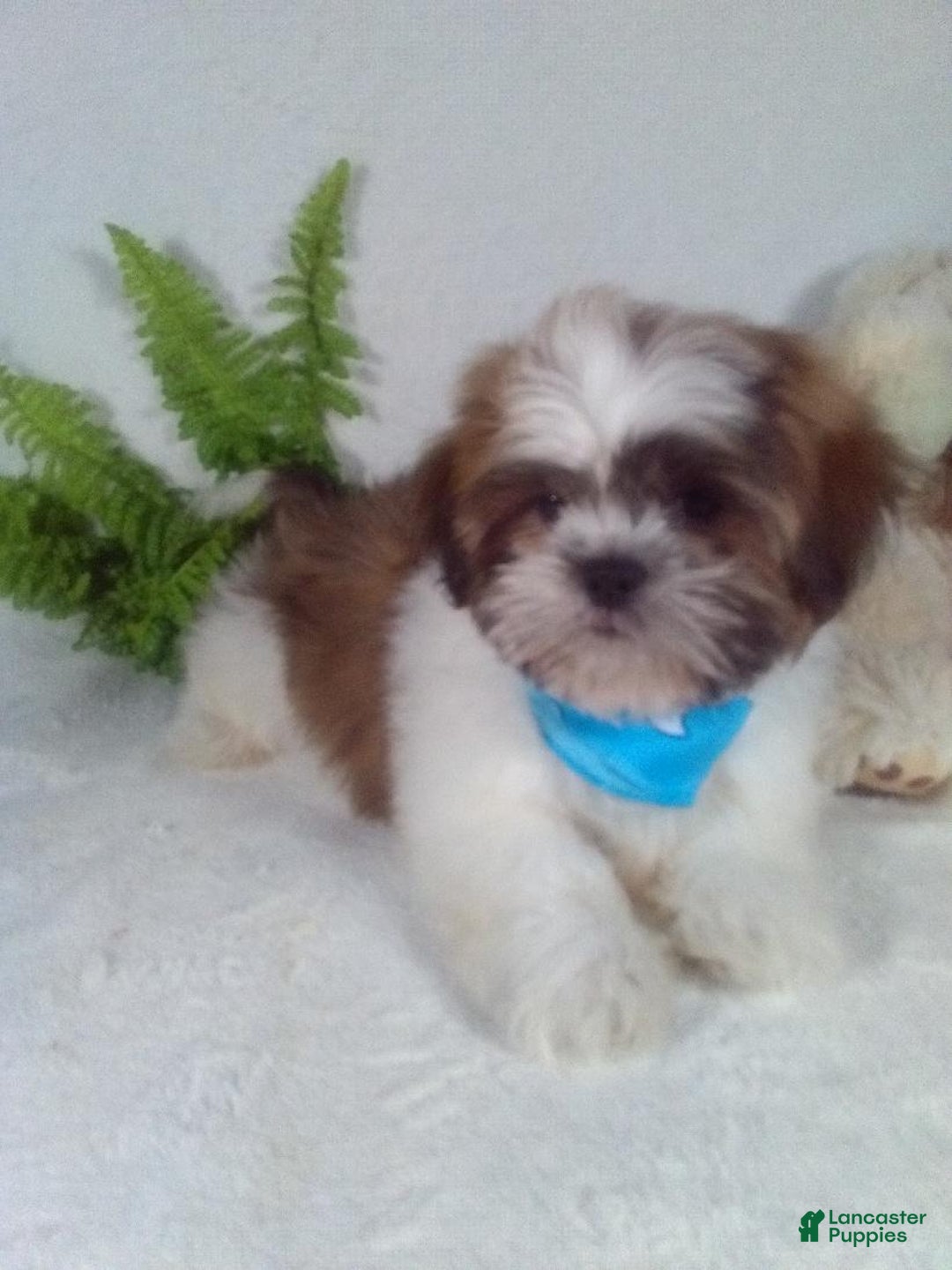 Shih Tzu dogs for sale: Hero - Ad 5
