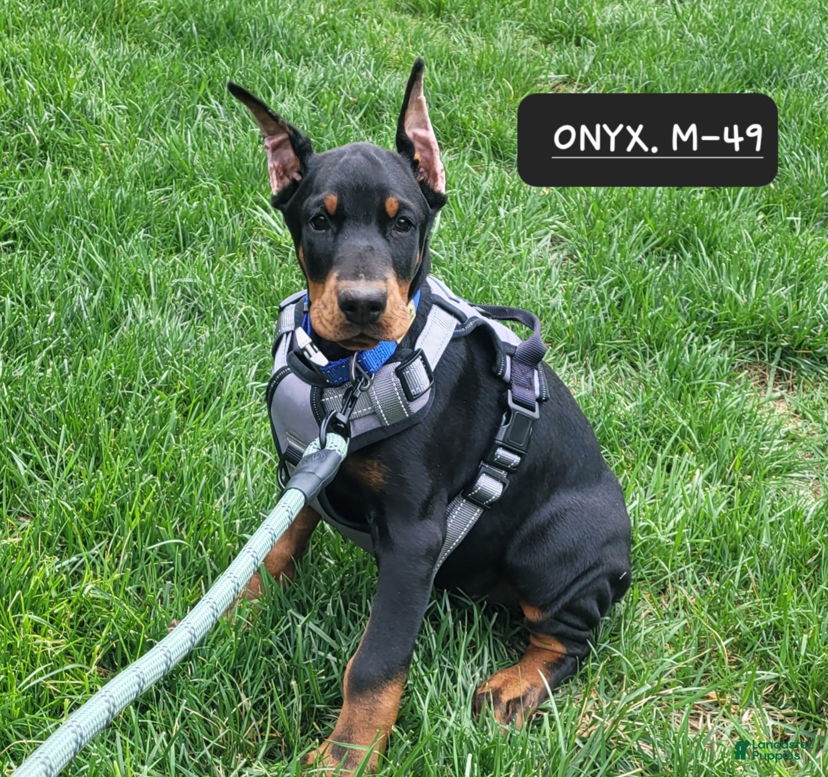 Doberman Pinscher dogs ONYX - Ad 25