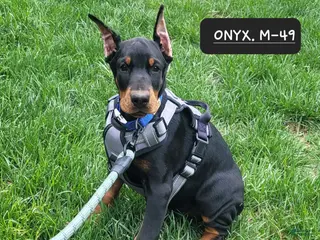 Doberman Pinscher dogs ONYX - Ad 26