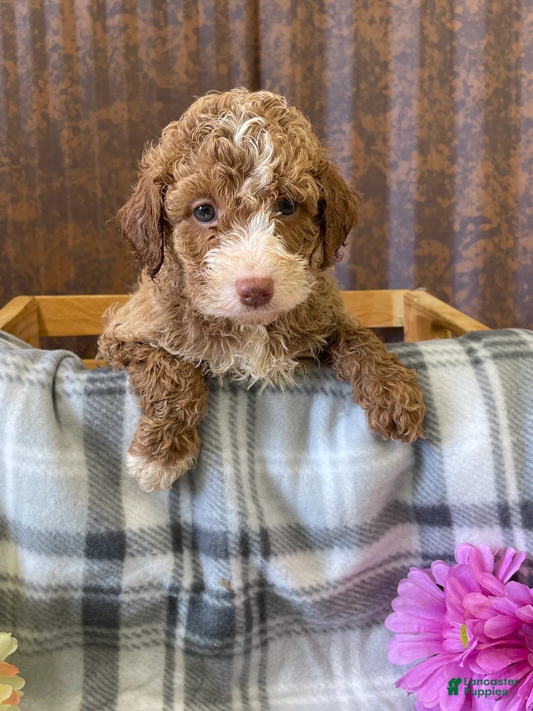 Labradoodle dogs for sale: Lily - Ad 1