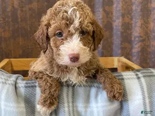 Labradoodle dogs Lily - Ad 16