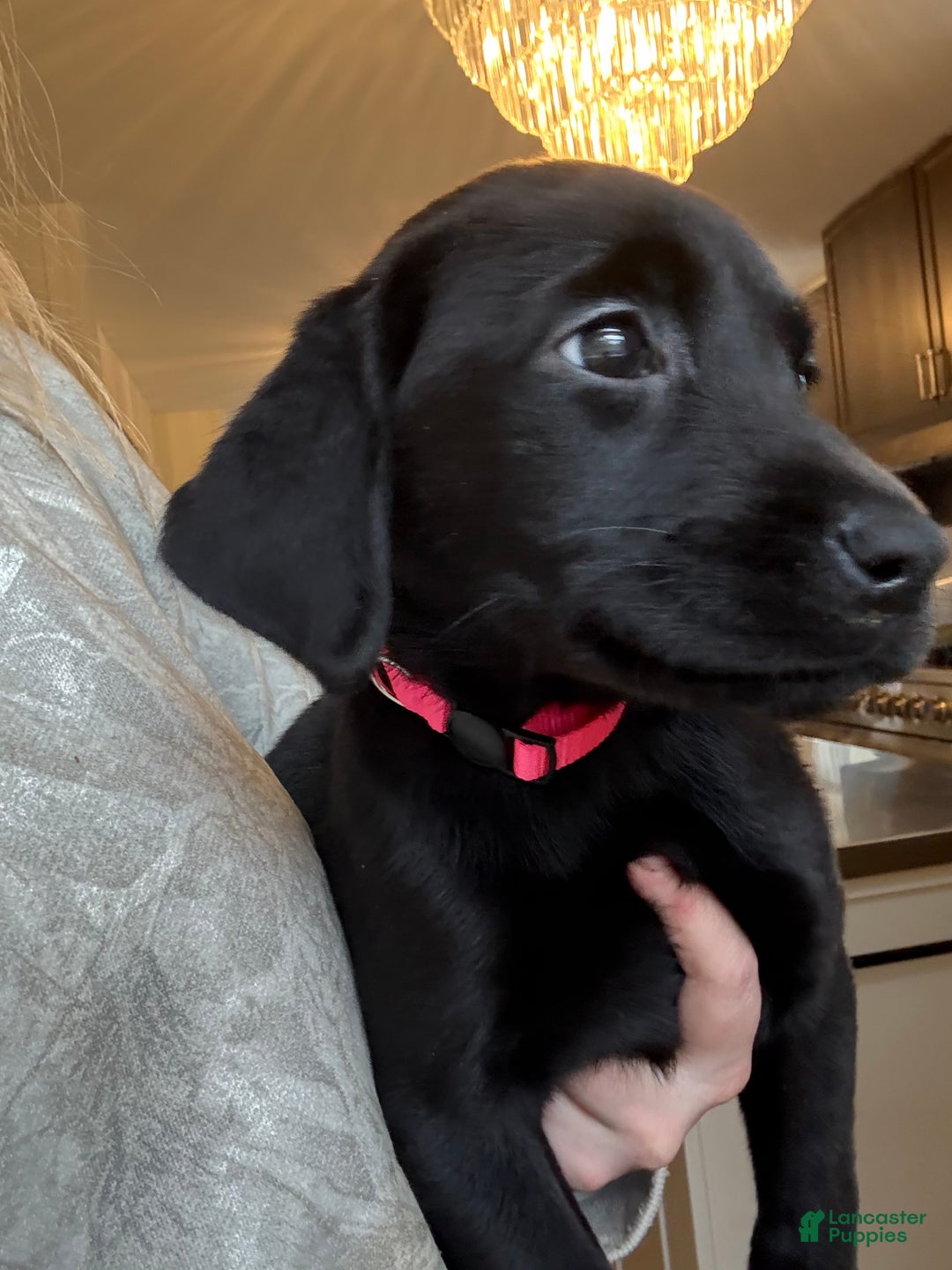 Labrador Retriever dogs for sale: Labrador Retriever Puppy- Pink collar - Ad 2