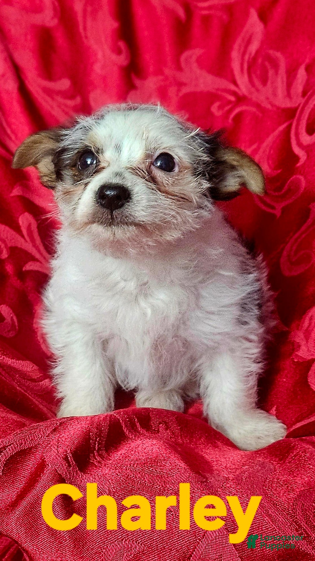 Yorkshire Terrier dogs for sale: Charley  - Ad 1