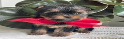 Biewer Terrier dogs for sale: Itty Bitty - Ad 4