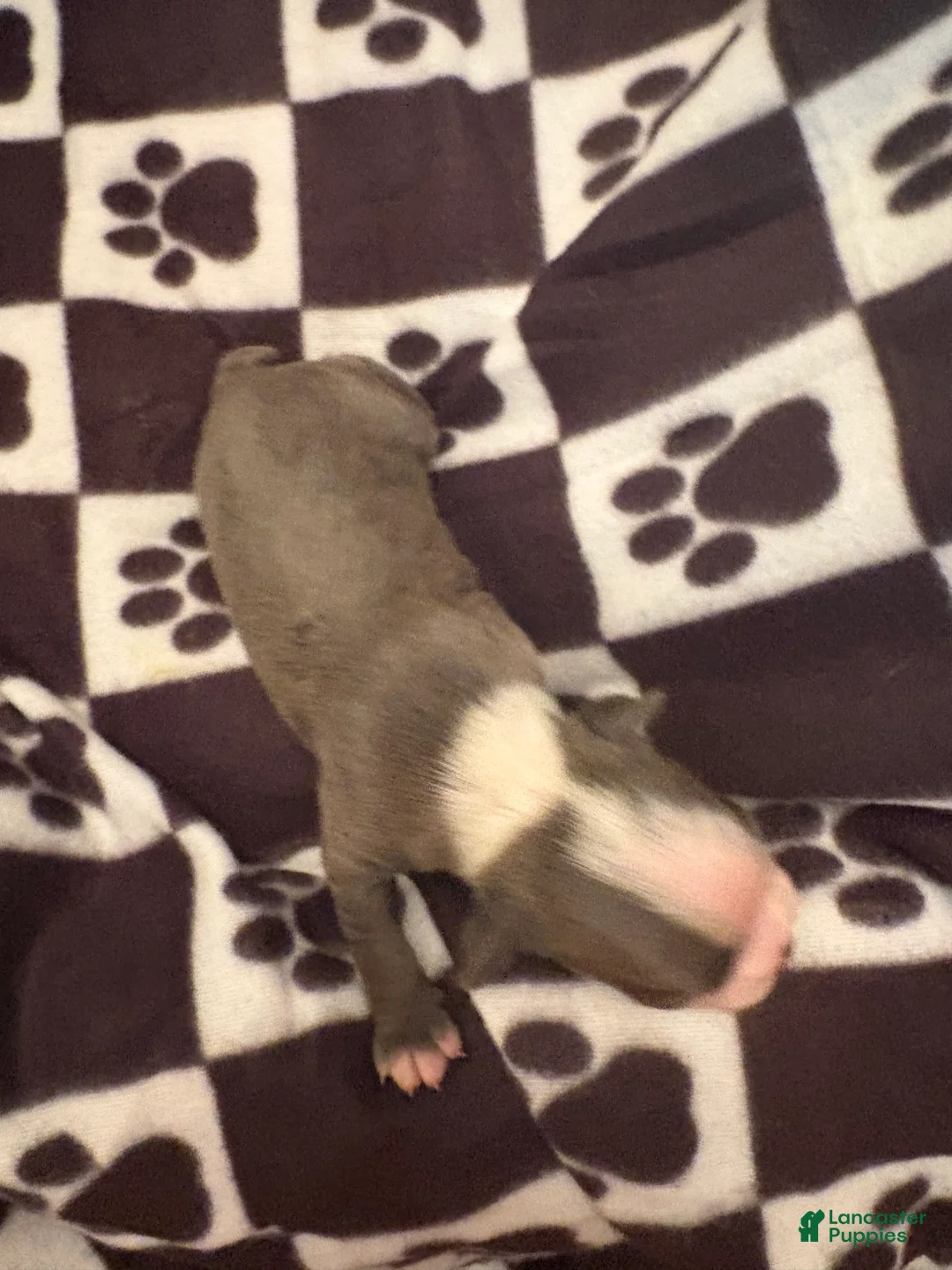 Boston Terrier dogs for sale: Bashful-Blue & White - Ad 2